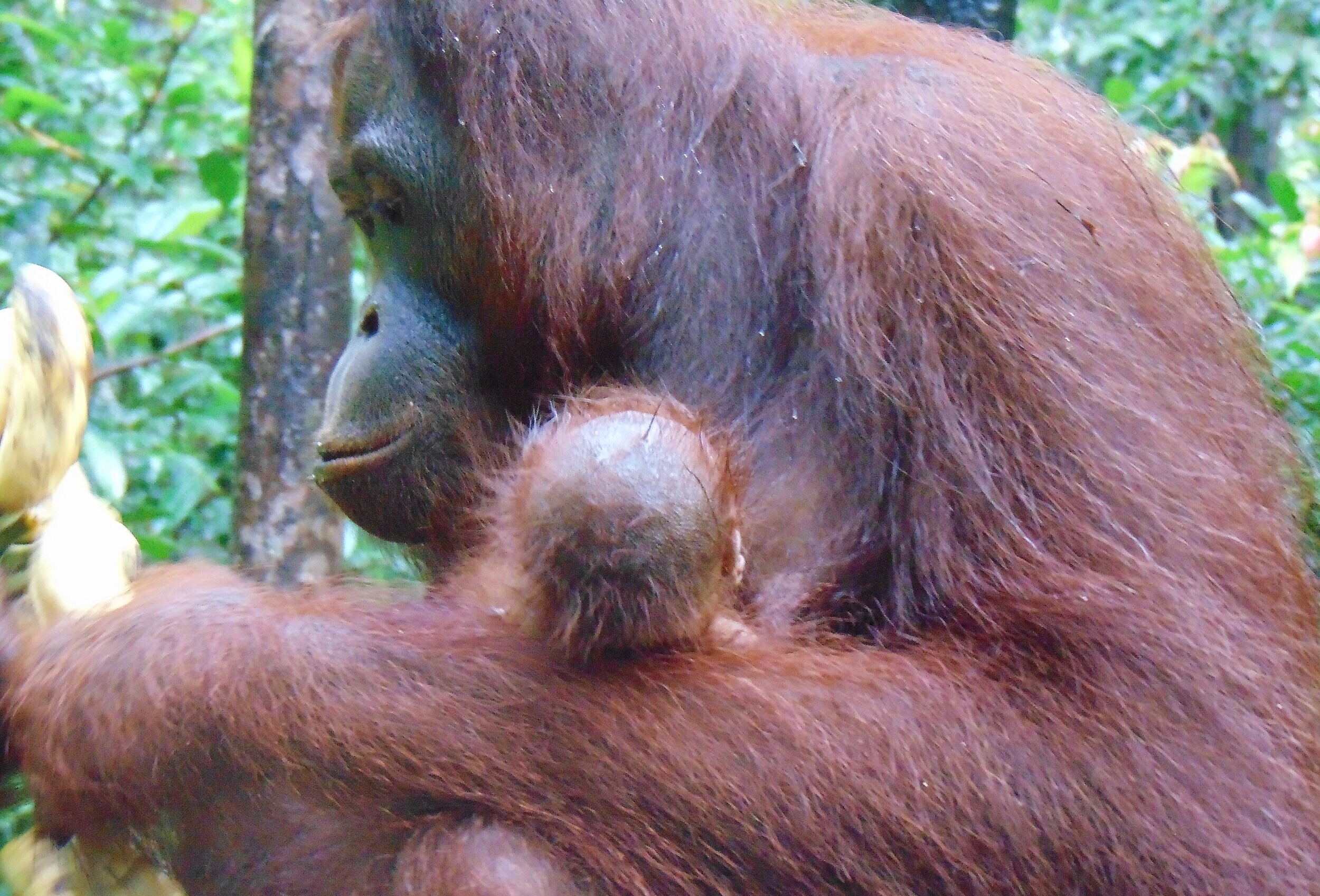 april qiu recommends 3 Orangutans 1 Blender Video