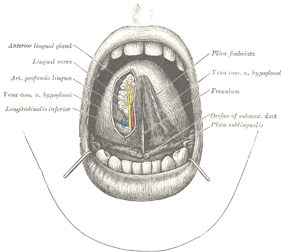 alli burton recommends where is the frenulum images pic