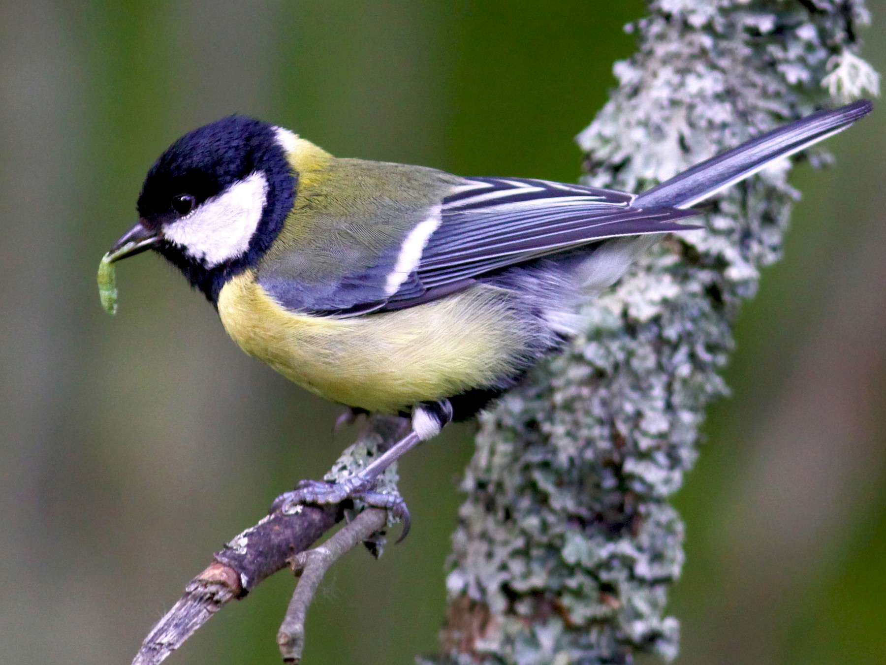 Best of Great tit pics