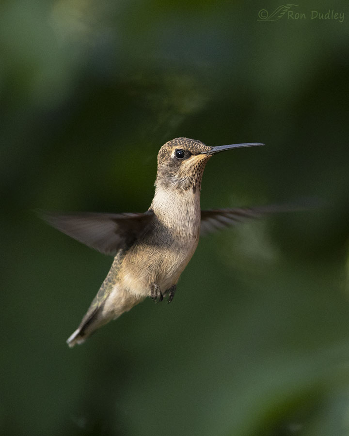 swan swan hummingbird tumblr