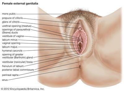 antonio leonard recommends what is cleft of venus pic