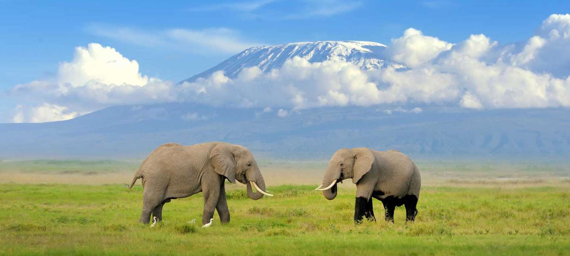 cathy carver add predators of kilimanjaro 2 photo