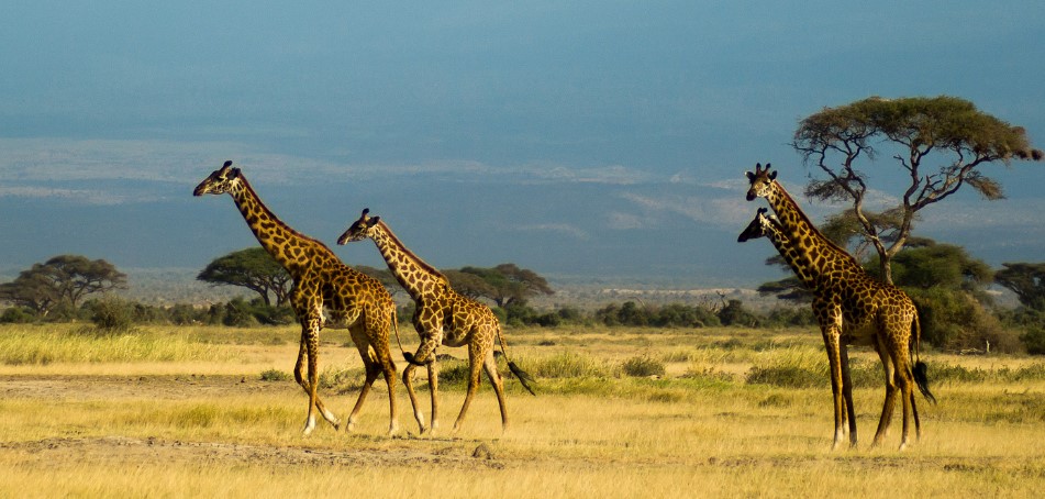 Best of Predators of kilimanjaro 2