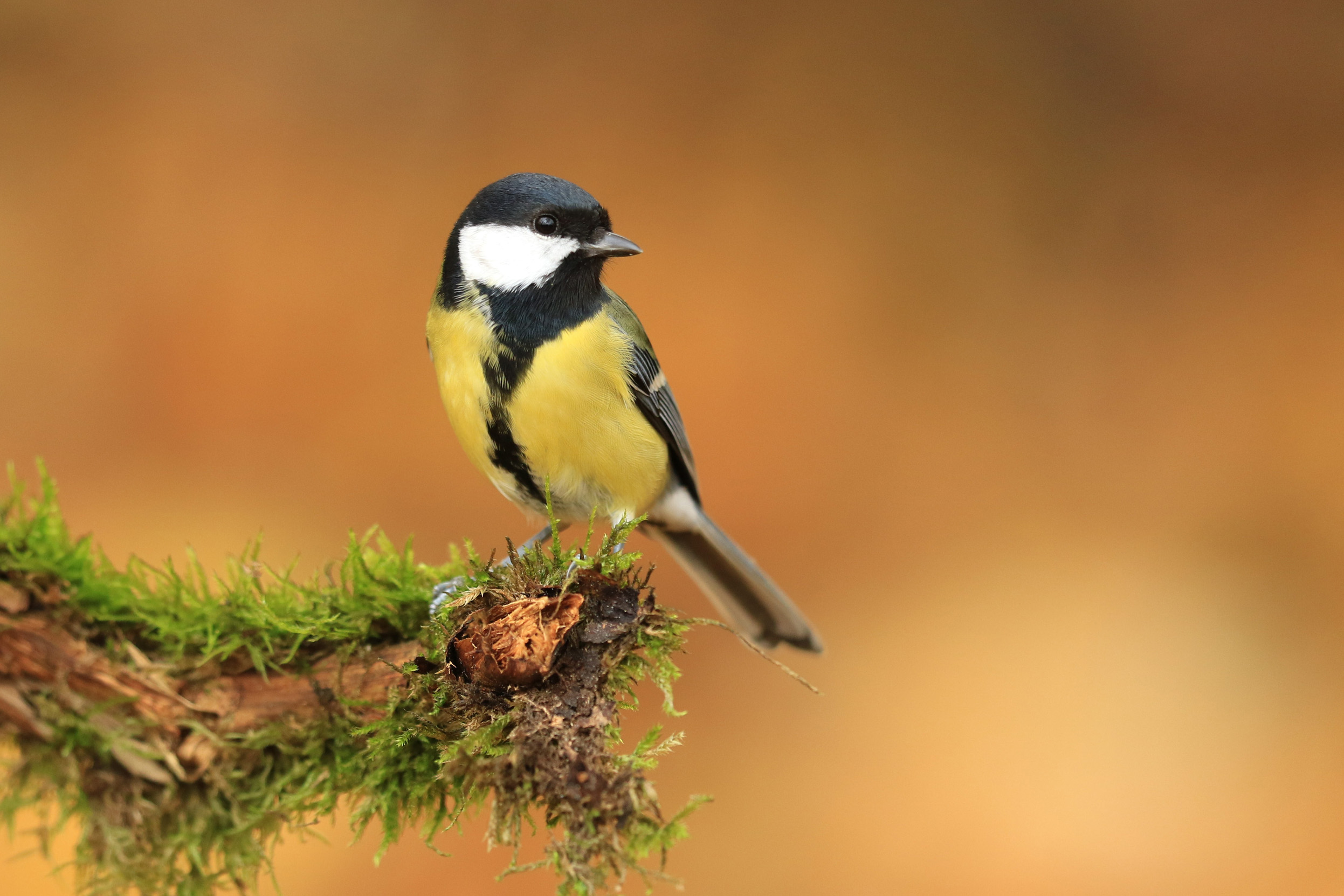 daniel reilly share great tit pics photos