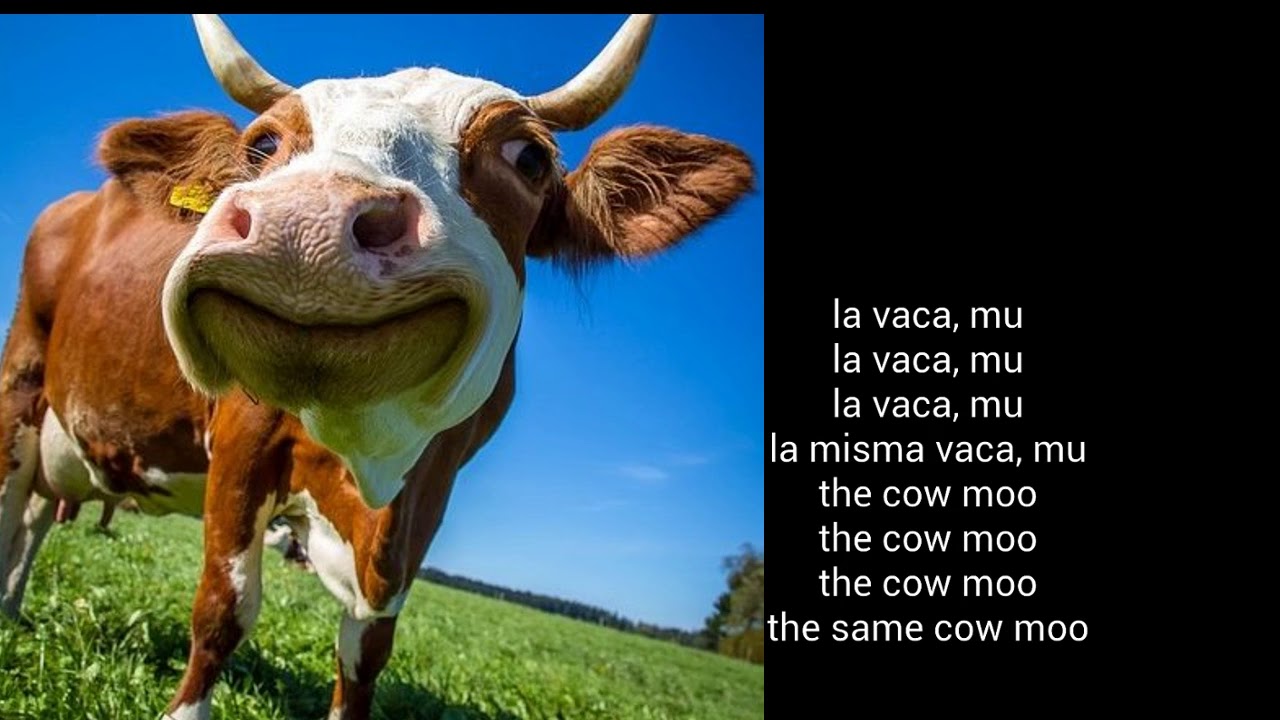 brian sorge add photo la vaca moo