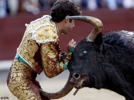 bull fights gone bad