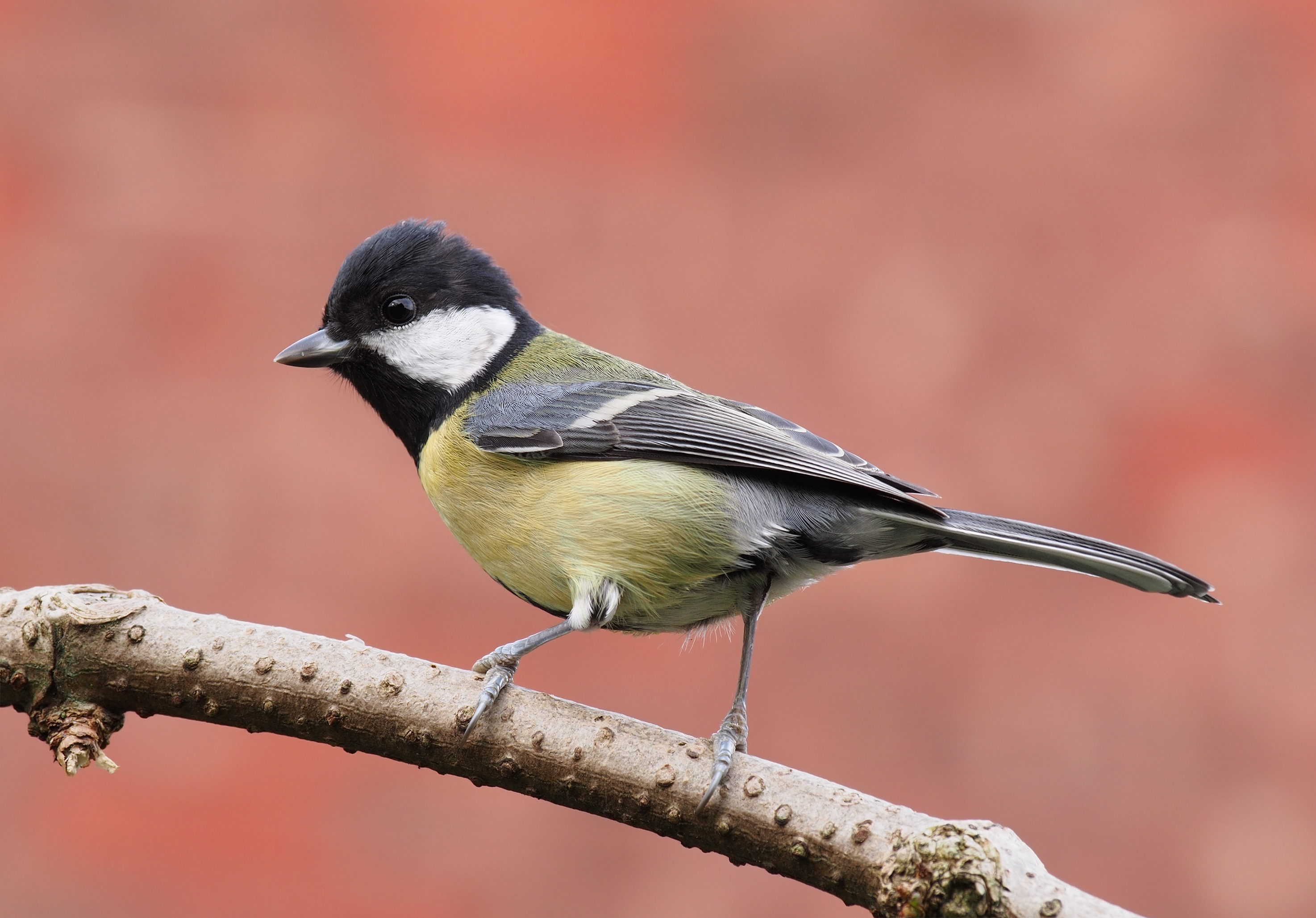 desirea ordonez recommends Great Tit Pics