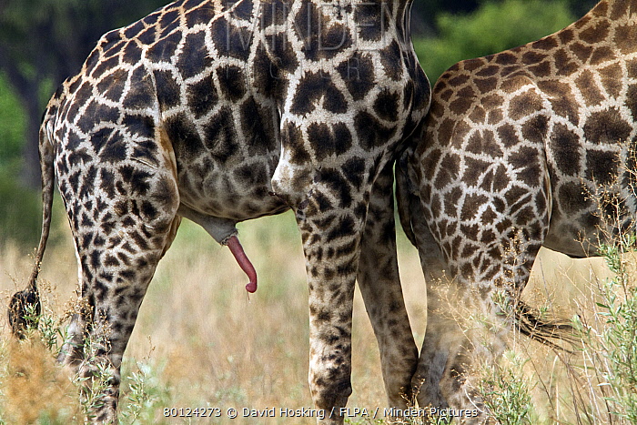 arnell willis share how long is a giraffe penis photos