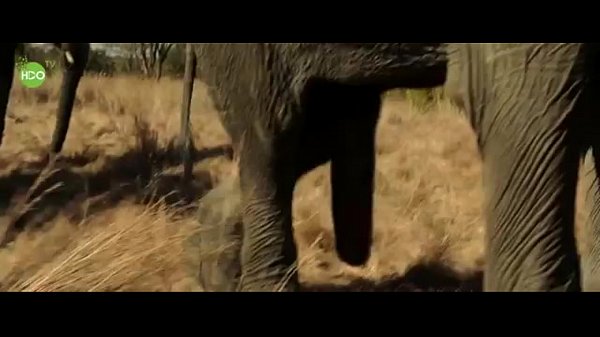 ashley gorrie add photo elephant and girl porn