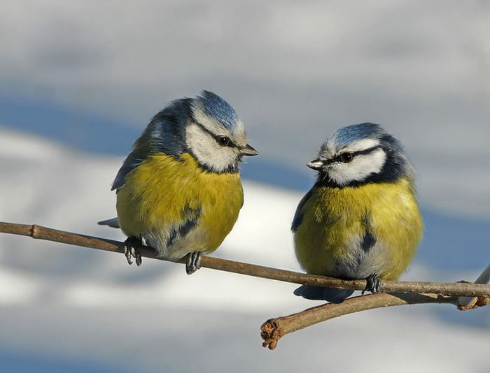 charlotte melchor recommends great pair of tits pic