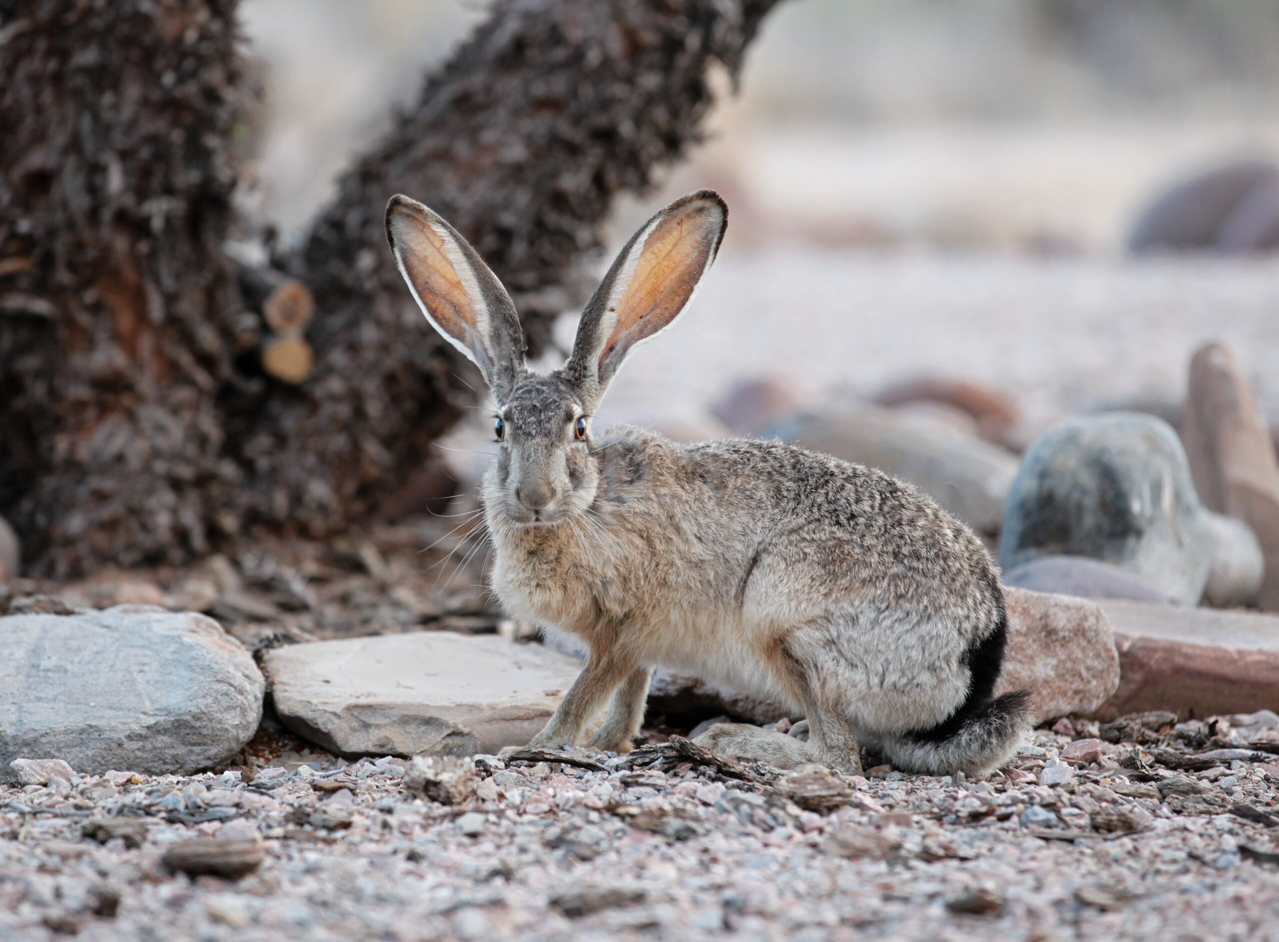 alexia cortez add how to use a jack rabbit photo