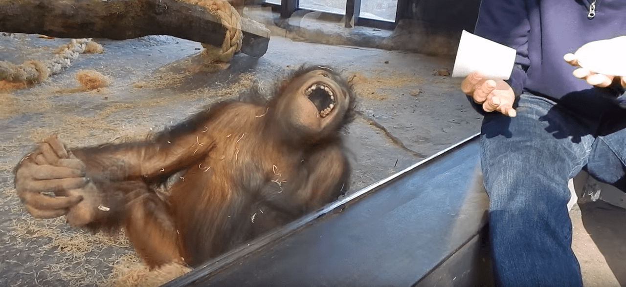 cyndi chambers recommends 3 Orangutans 1 Blender Video