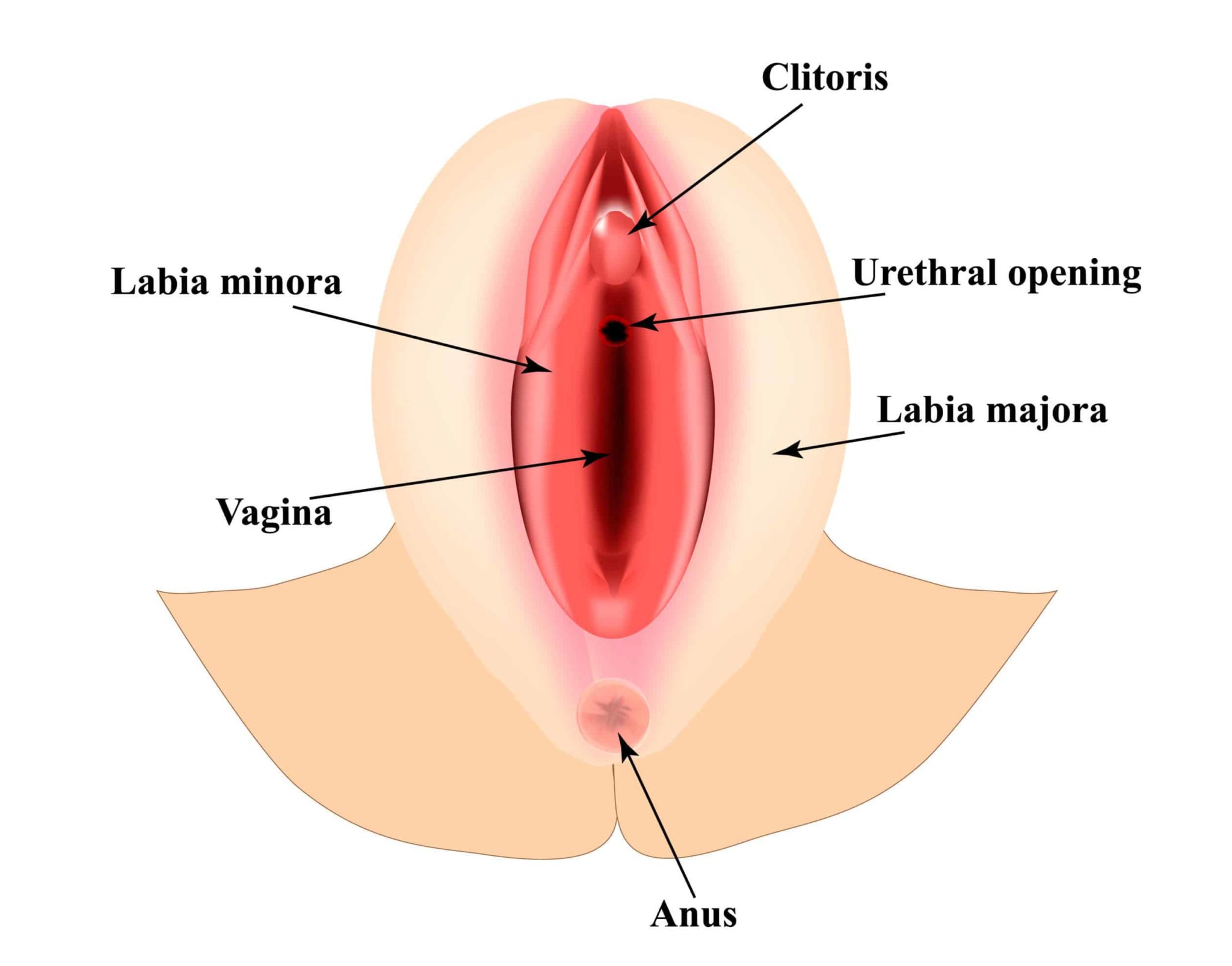 dk verma add large labial folds photo