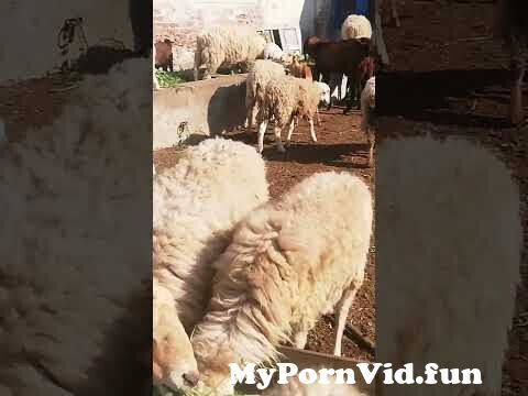 charlie swett add sex with sheep videos photo