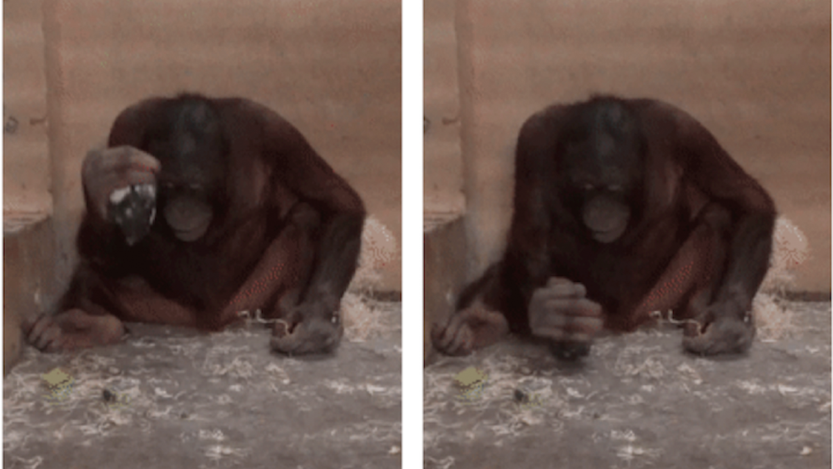 babai das add 3 orangutans 1 blender video photo