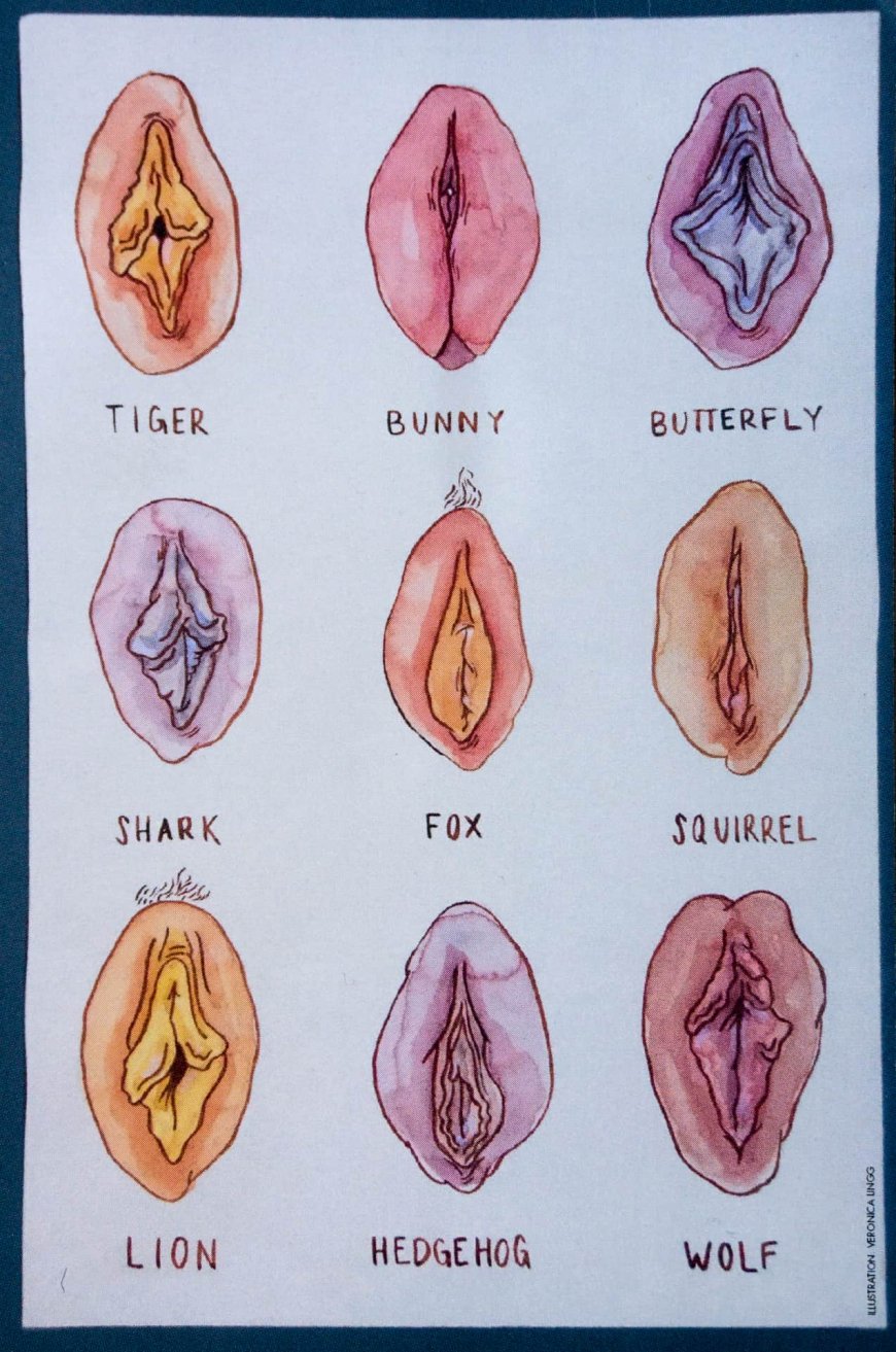 dianna boyd add photo 30 types of pussy