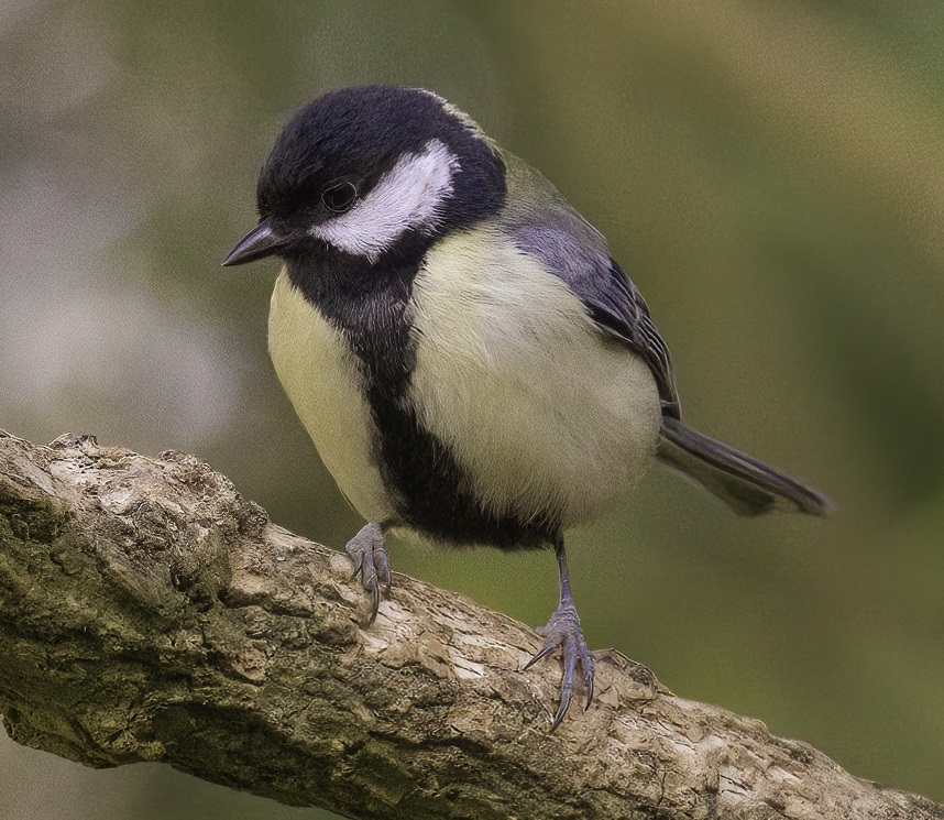 aya abd el azim recommends great tit pics pic