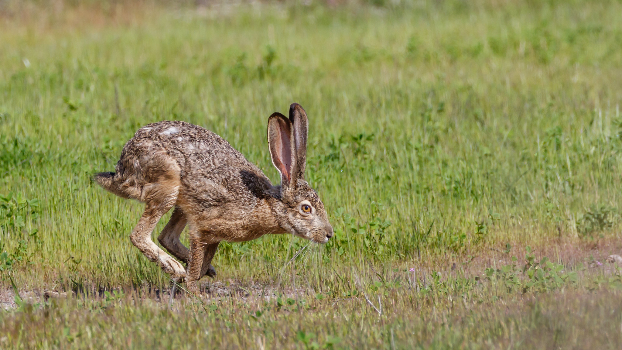 amber heltzel recommends how to use a jack rabbit pic