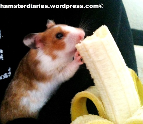 cj valenzuela recommends Hamster Eating Banana