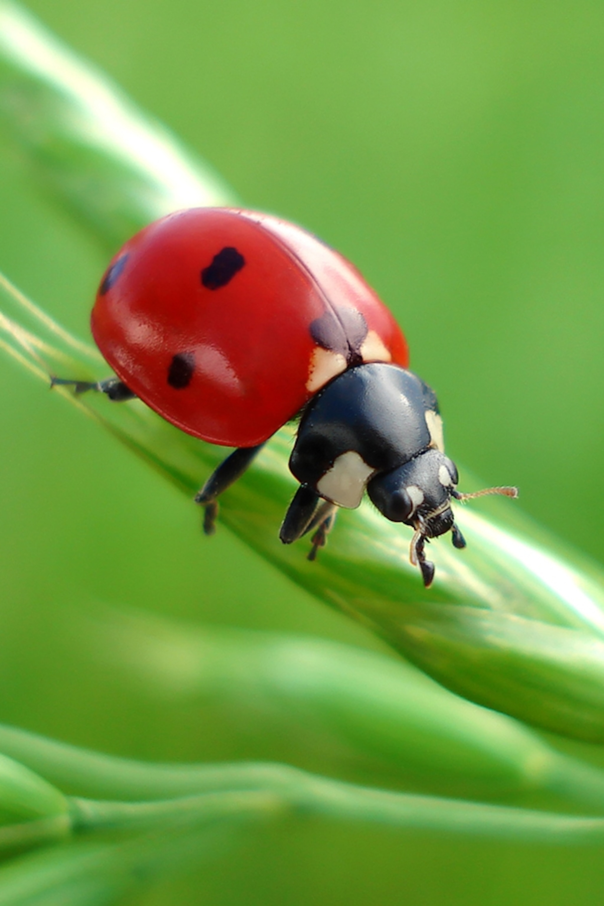 copper cunningham recommends pics of ladybug pic