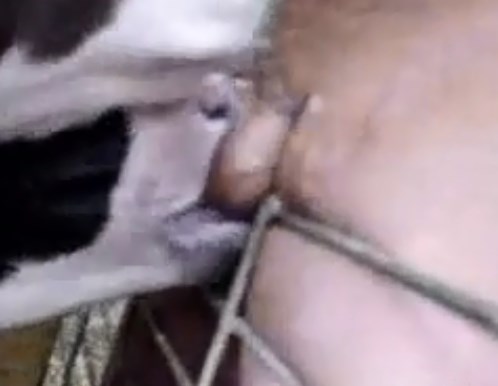 Baby Cow Sucking Dick sins naked