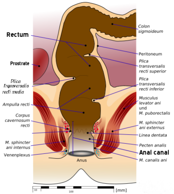 Put It In My Booty Hole matura roma