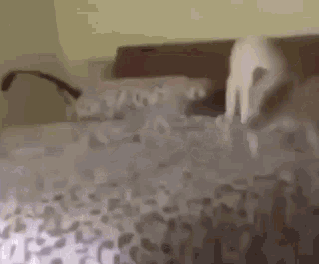 Best of Who pooped the bed gif