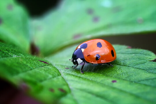 daboy avendano recommends pics of ladybug pic