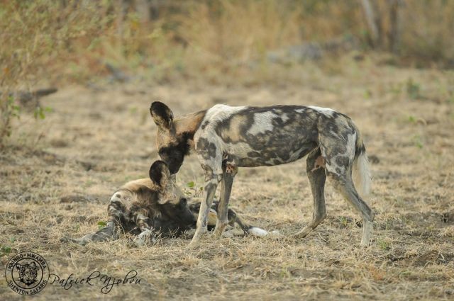 bob oxford recommends breeding season blogspot game pic