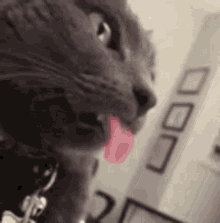 aisha pena recommends cat got your tongue gif pic