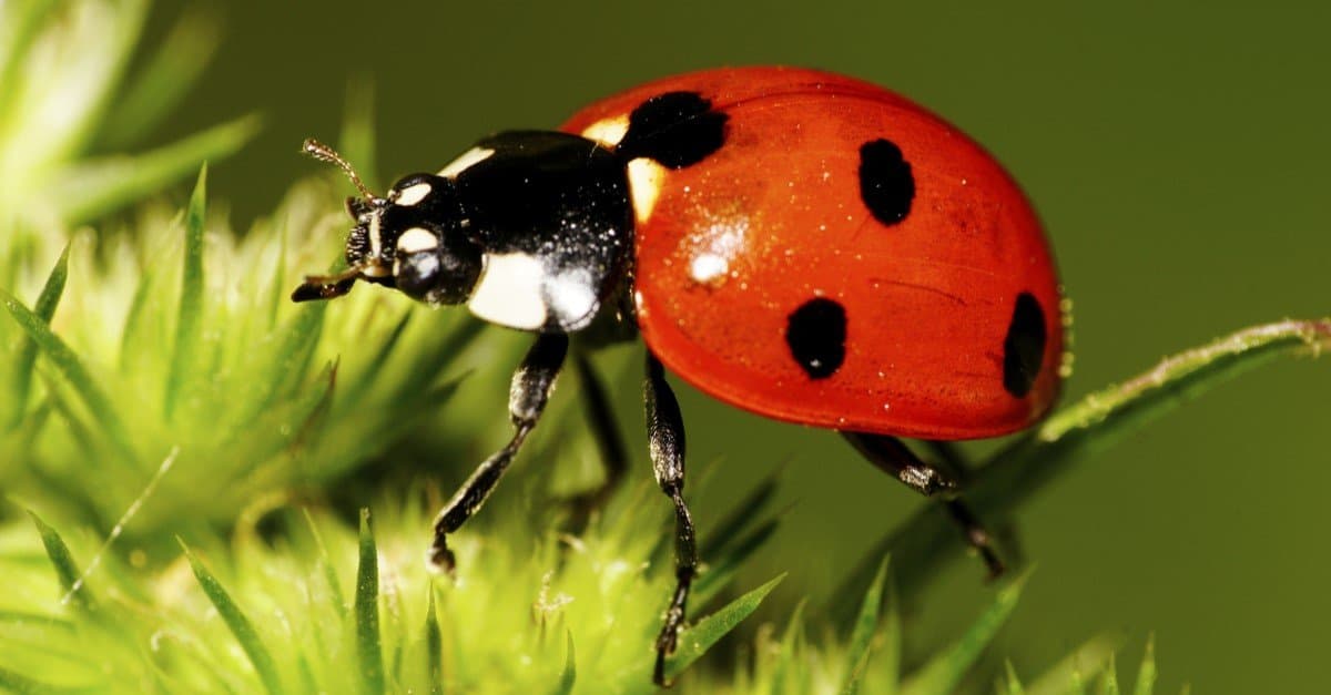 annette franco add photo pics of ladybug