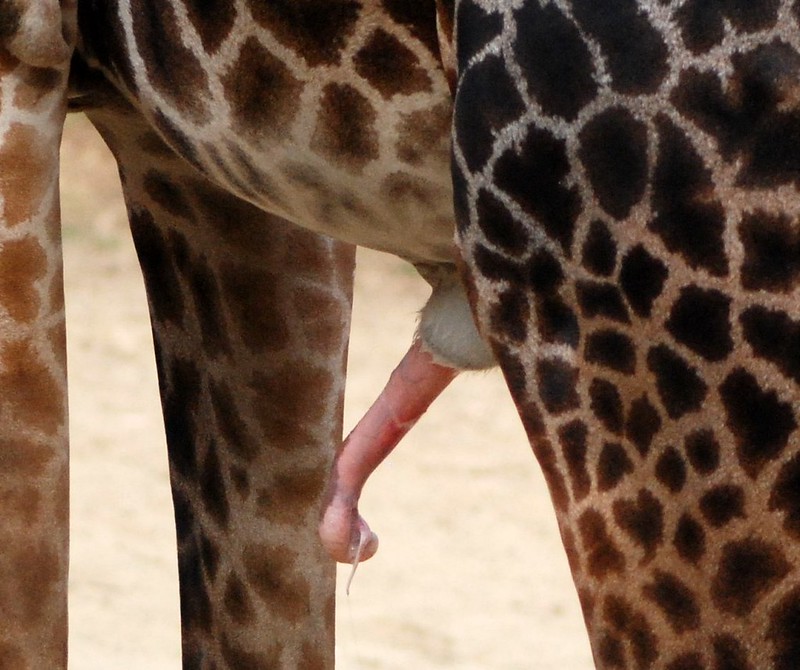 adriano love recommends how long is a giraffe penis pic