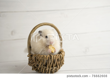 Best of Hamster eating banana