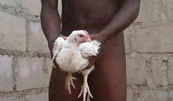 Guy Having Sex With Chicken nwar blon