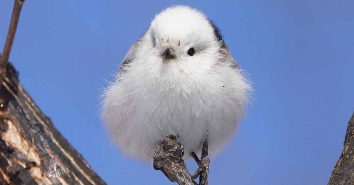 small white tits