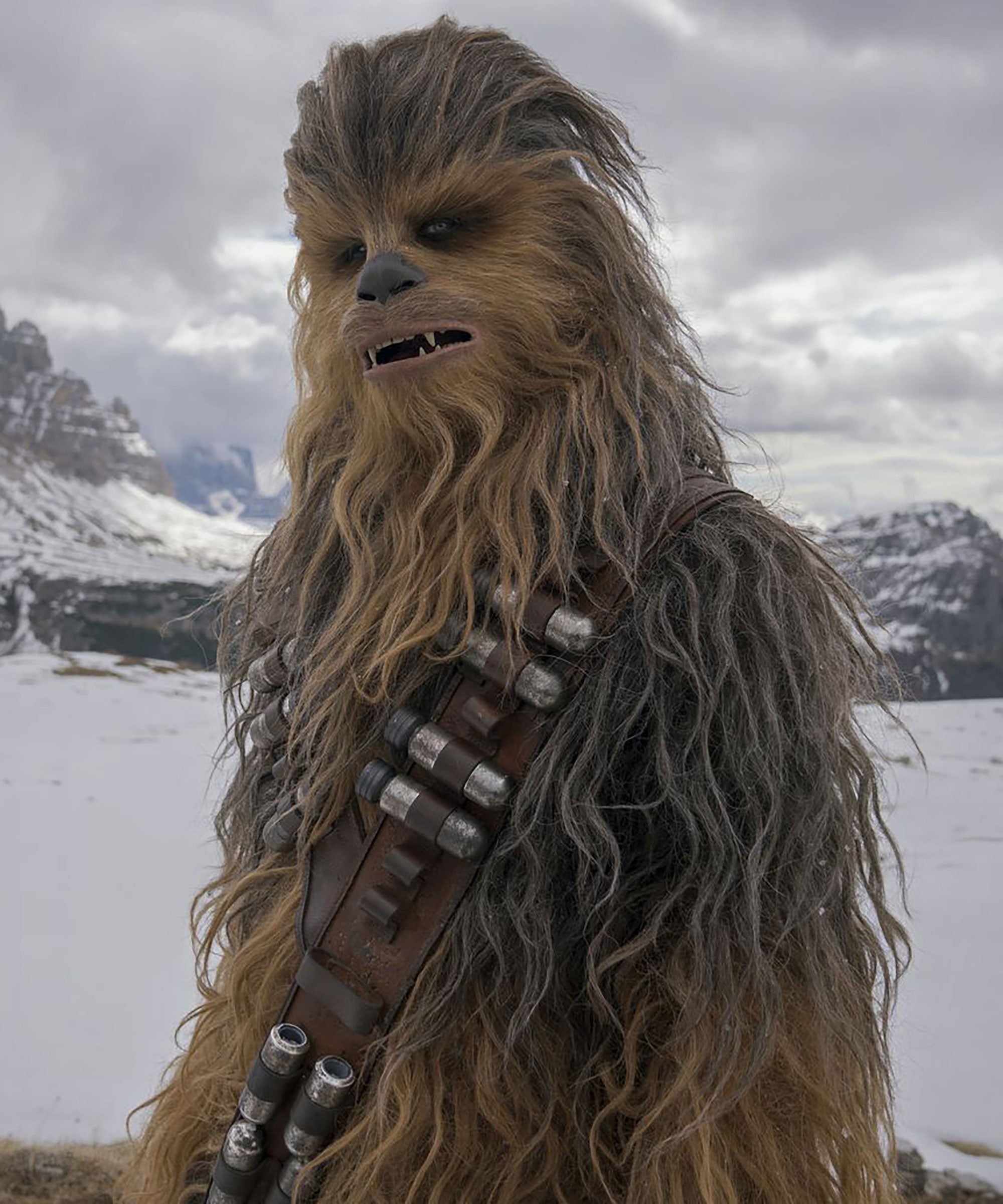 pictures of chewbacca