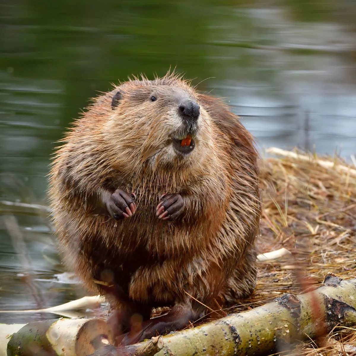 Post Your Beaver Naked eve missoula