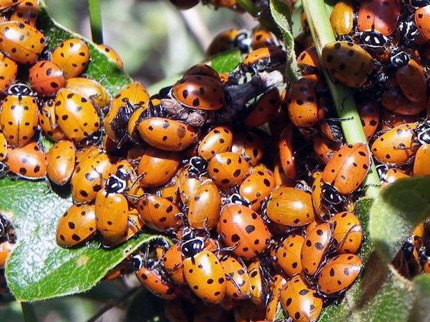 davidthomas garcia recommends pics of ladybug pic