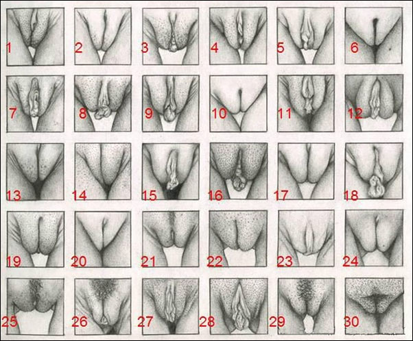 attila orsos recommends 30 types of pussy pic