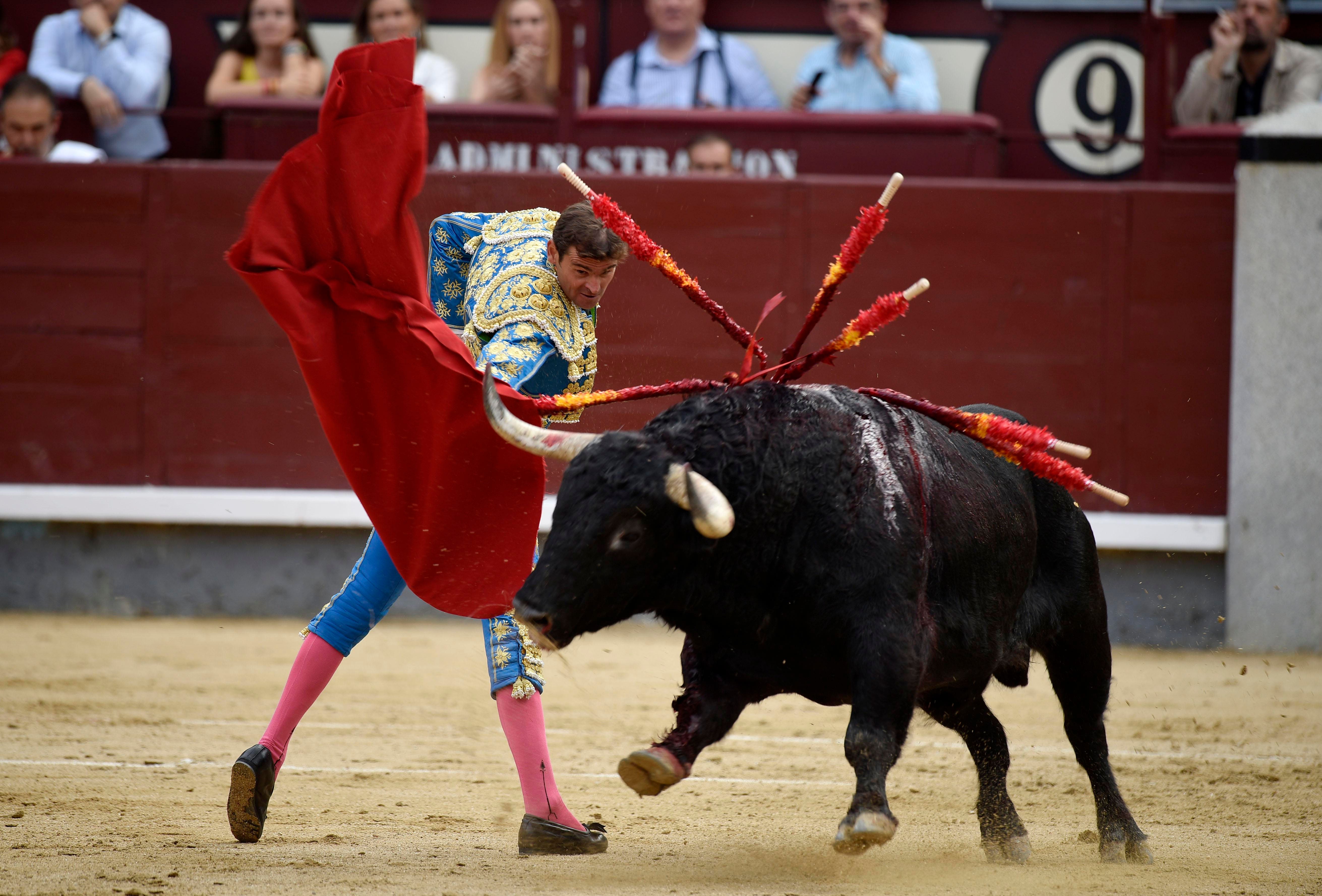 alejandra urias recommends Bull Fights Gone Bad