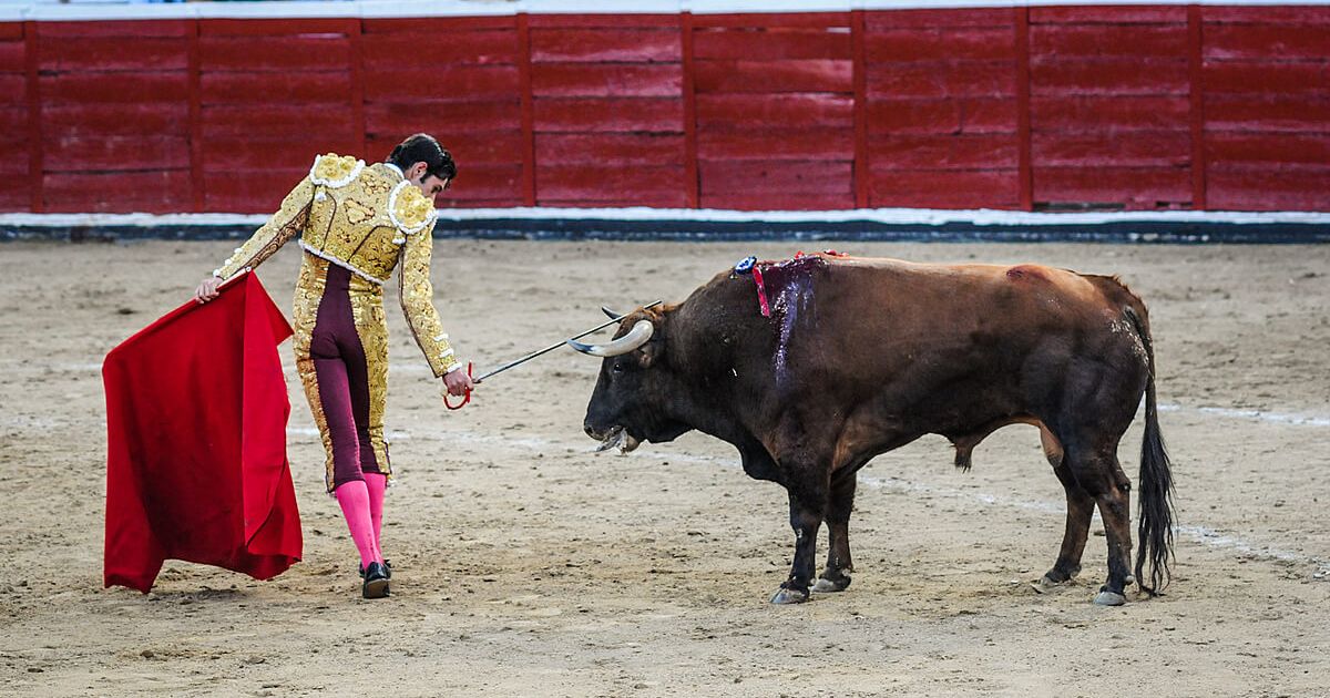 arlene harrison recommends bull fights gone bad pic