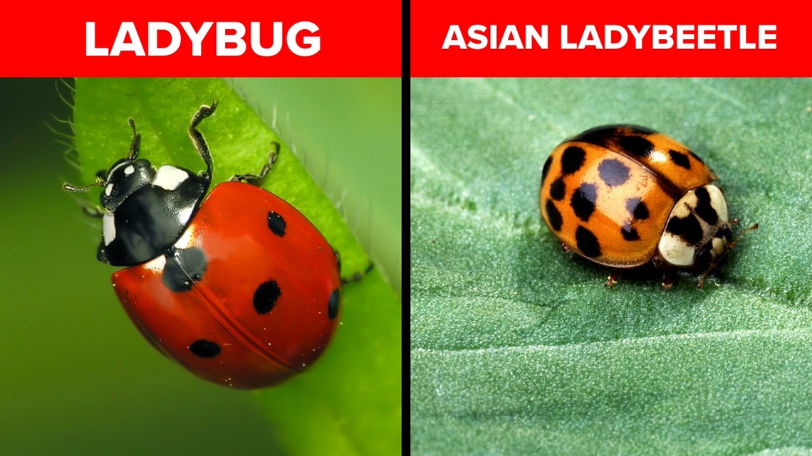 anna naidu add pics of ladybug photo