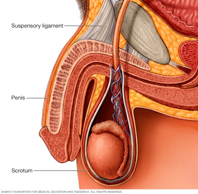 ashraf youssef recommends does masturbation make your penis bigger pic