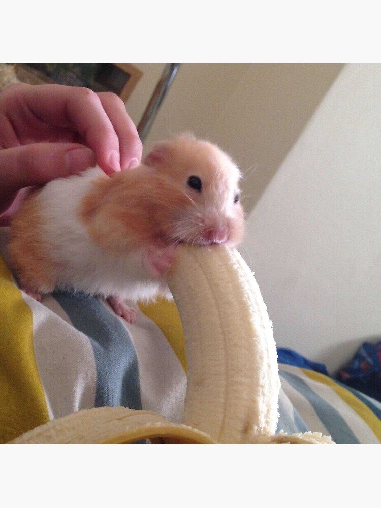 david shassetz recommends hamster eating banana pic