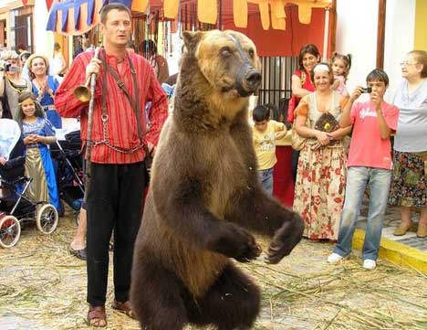 Best of Is dancing bear real
