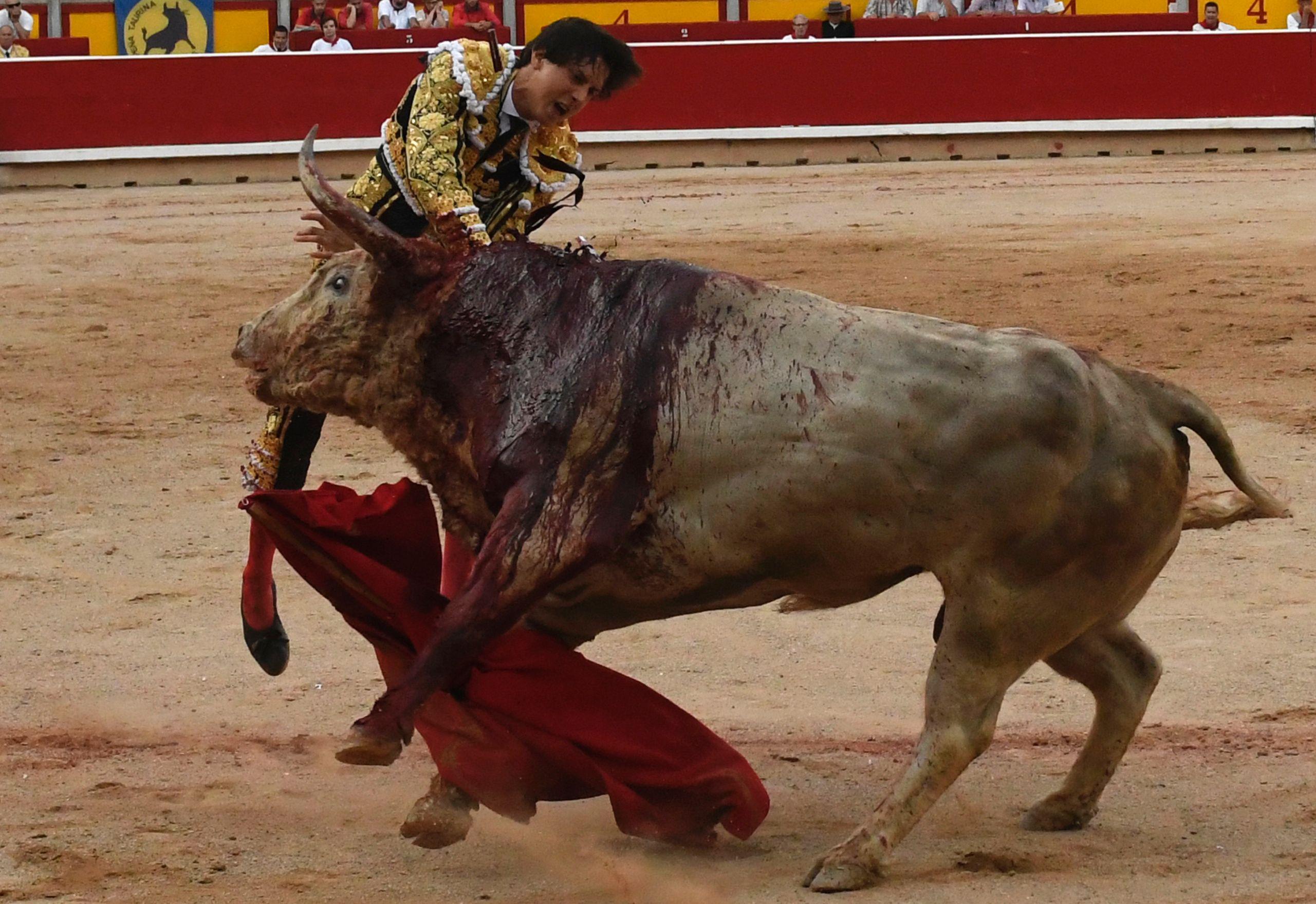baraa mustafa recommends bull fights gone bad pic