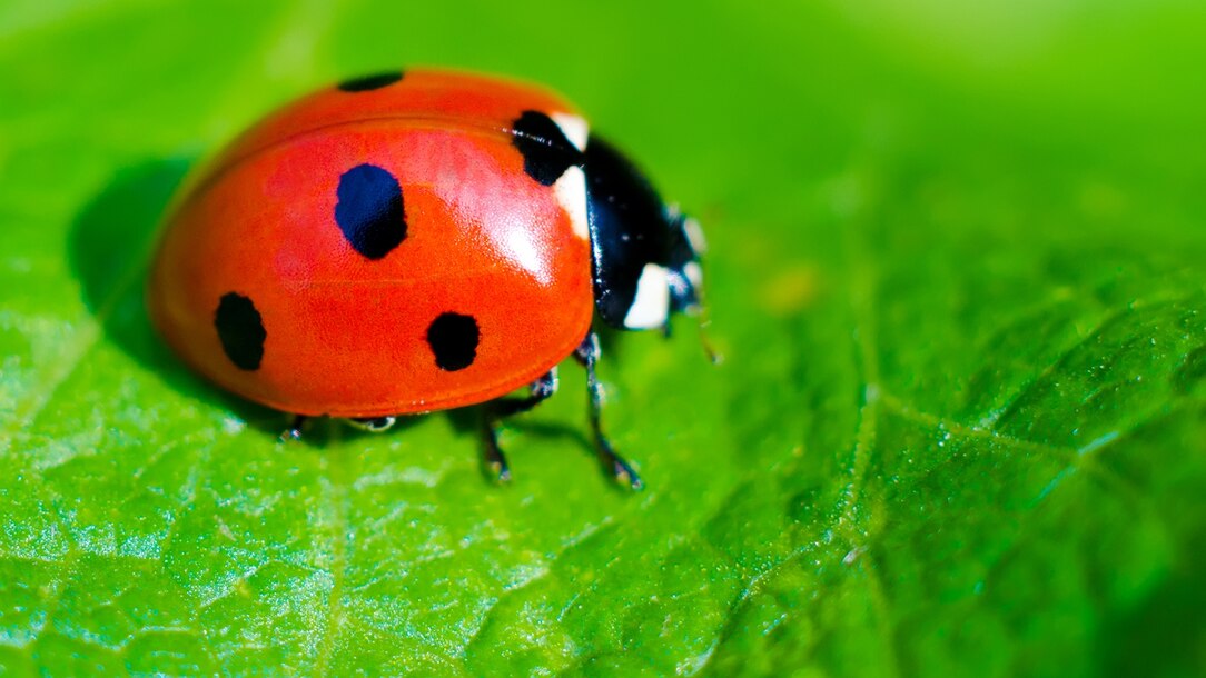 crystal rybarczyk recommends Pics Of Ladybug