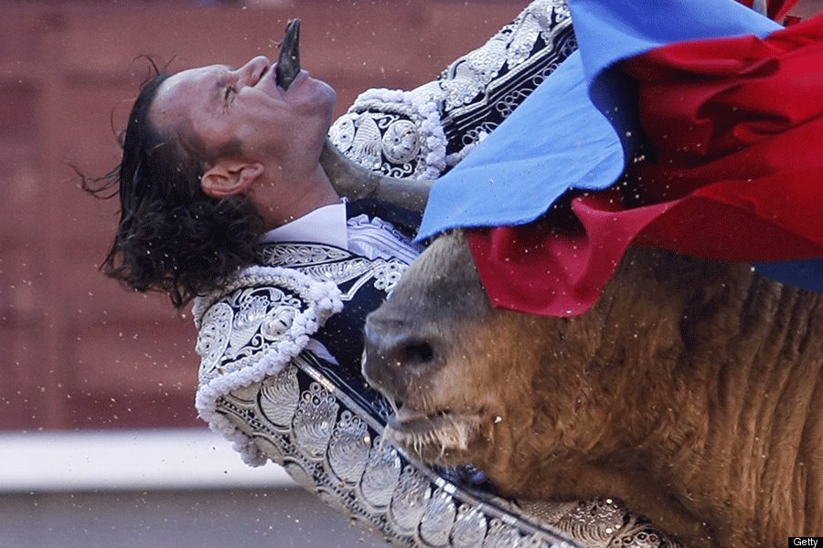 blanca arreola recommends bull fights gone bad pic
