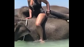 aleksandar naumoski recommends Elephant And Girl Porn