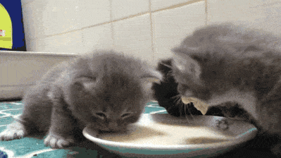 Cat Drinking Milk Gif bdsm brueste